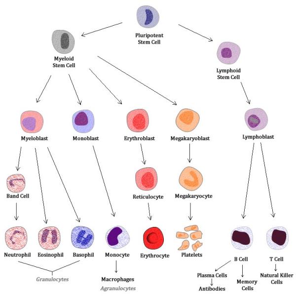 Complete Blood Count CBC CancerQuest